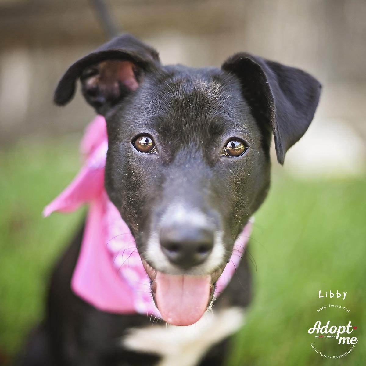 Enlarge LIbby, a Adoptable mixed breed in Kingwood, TX image 3/6
