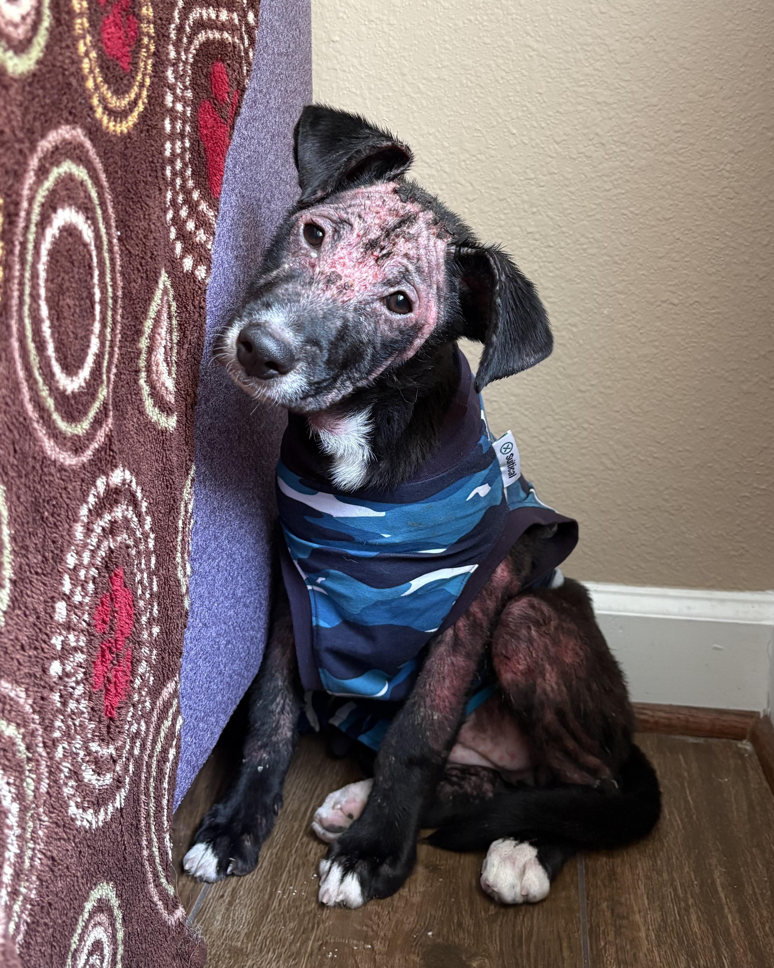 Enlarge LIbby, a Adoptable mixed breed in Kingwood, TX image 6/6