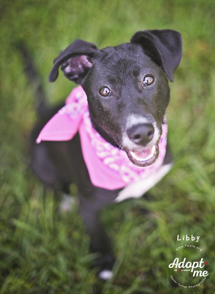 Enlarge LIbby, a Adoptable mixed breed in Kingwood, TX image 2/6