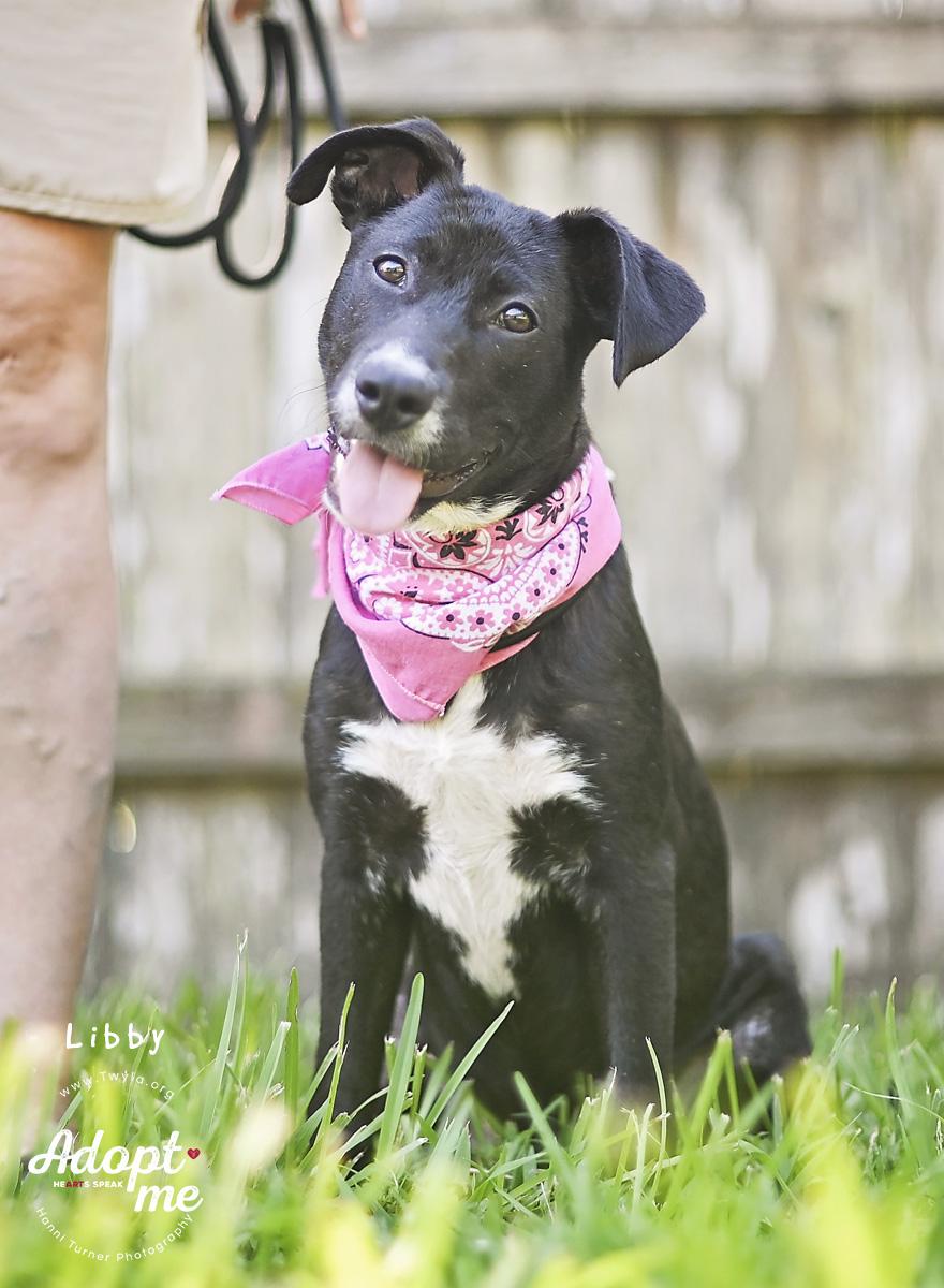 Enlarge LIbby, a Adoptable mixed breed in Kingwood, TX image 4/6