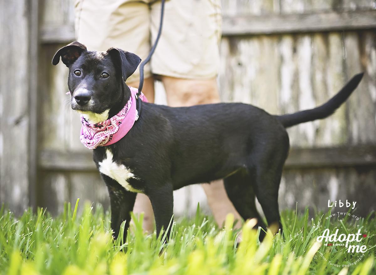 Enlarge LIbby, a Adoptable mixed breed in Kingwood, TX image 5/6