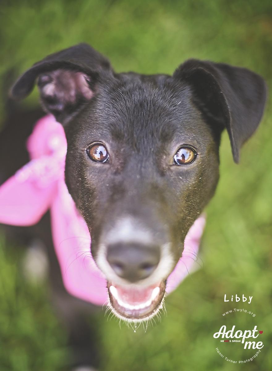 Enlarge LIbby, a Adoptable mixed breed in Kingwood, TX image 1/6