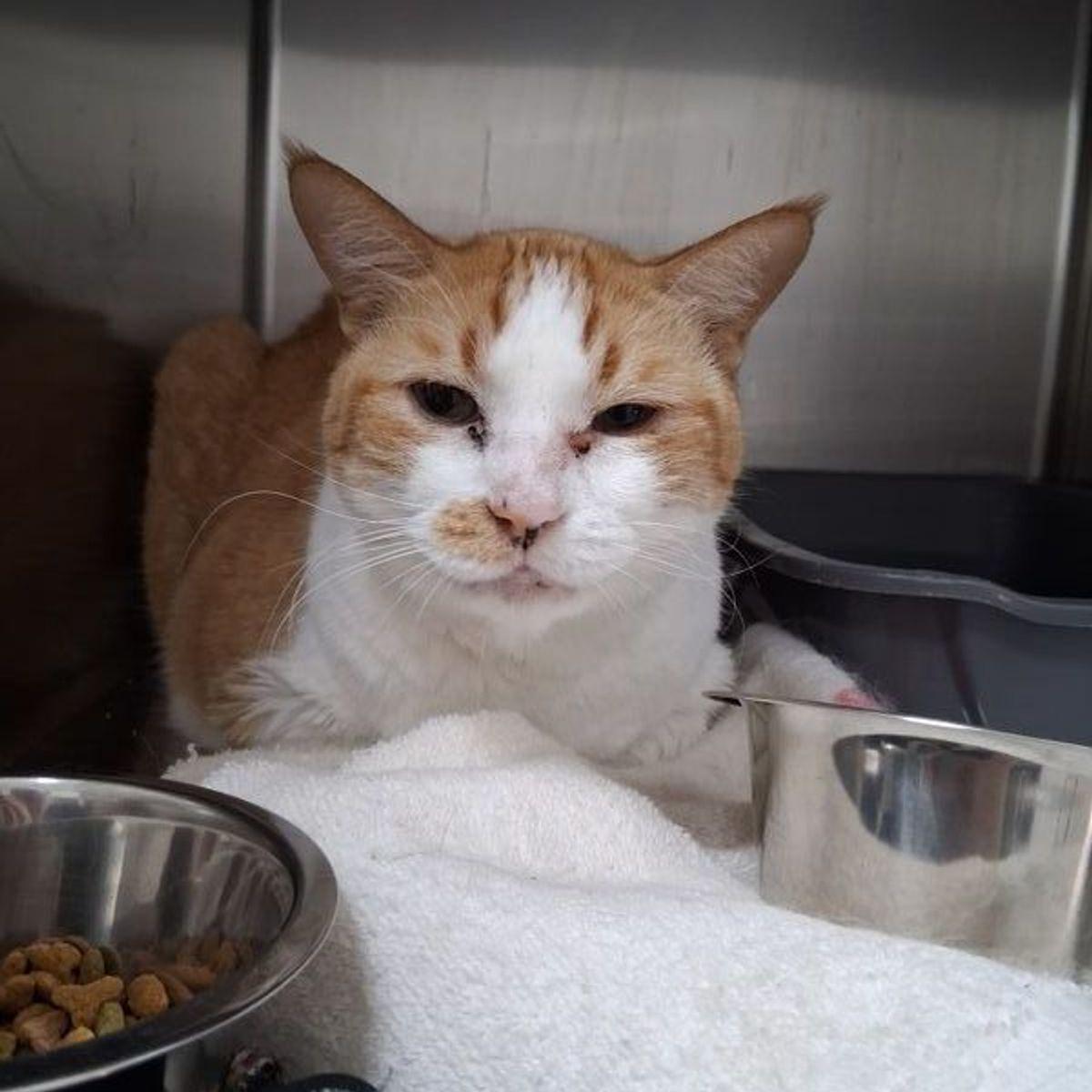 Enlarge Forest, a Adoptable Domestic Short Hair in Lake Havasu City, AZ image 1/1