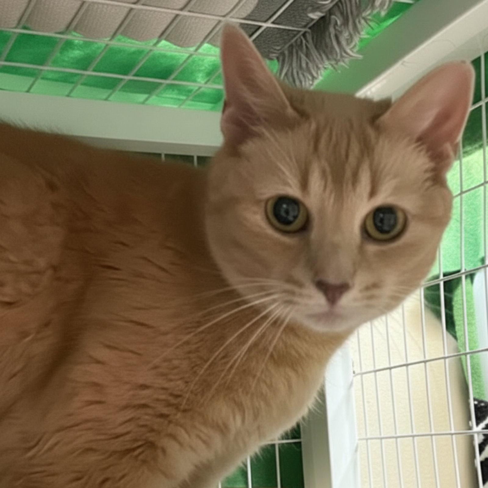 Tigger, Adoptable, Senior Female Domestic Short Hair.