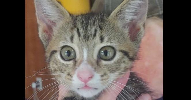 Jazzy, Adopted, Kitten Female Domestic Short Hair.