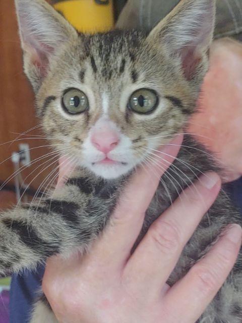 Enlarge Jazzy, a Adopted mixed breed in Salisbury, NC image 2/2