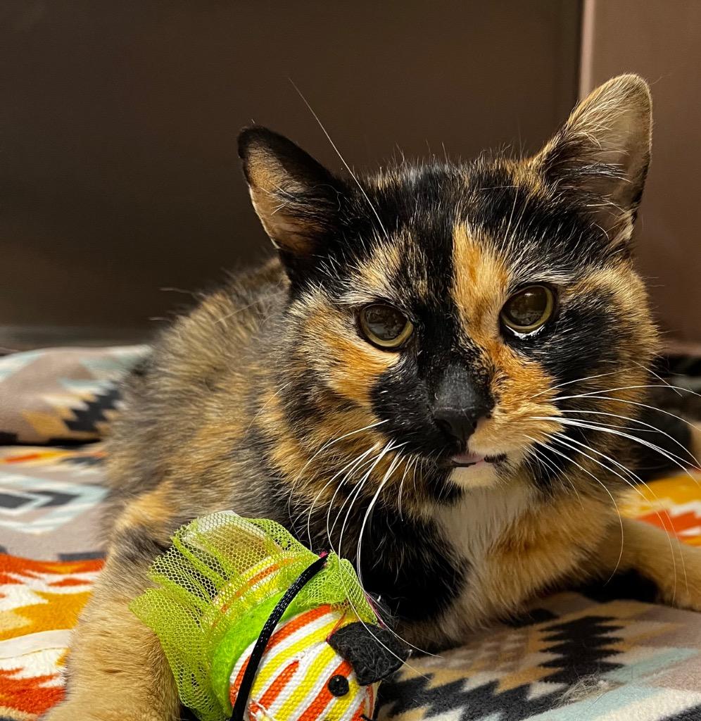 Enlarge Eggo, a Adoptable mixed breed in Logan, UT image 1/1