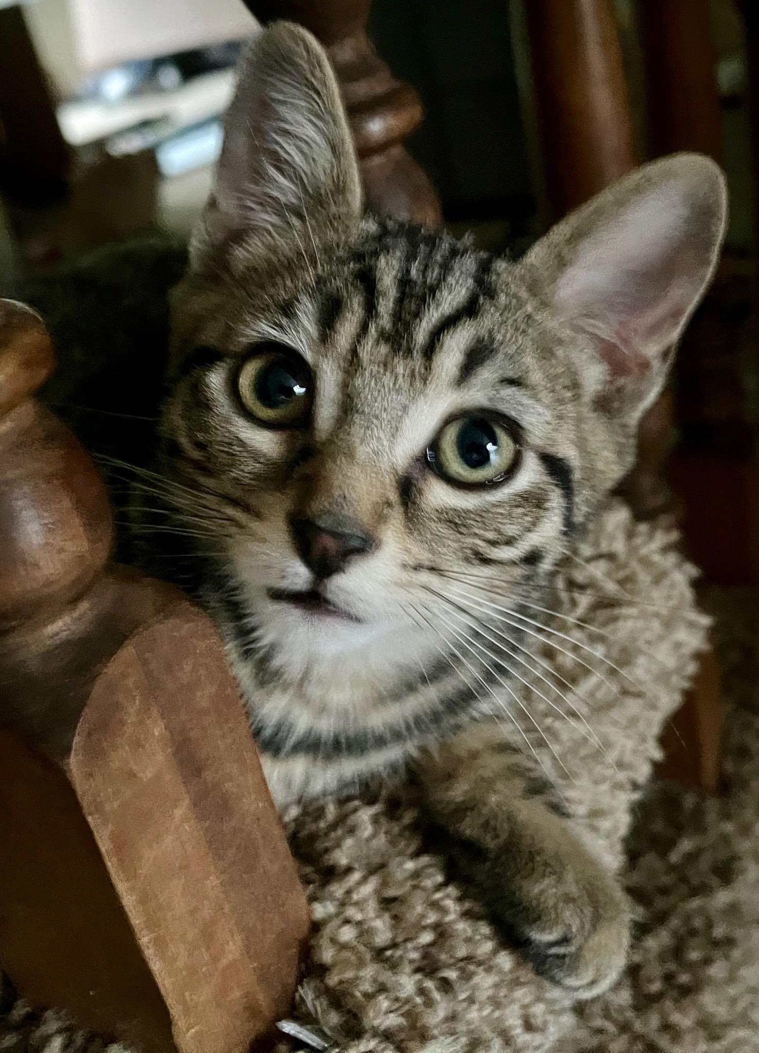 Fiddle, Adoptable, Kitten Male Tabby.