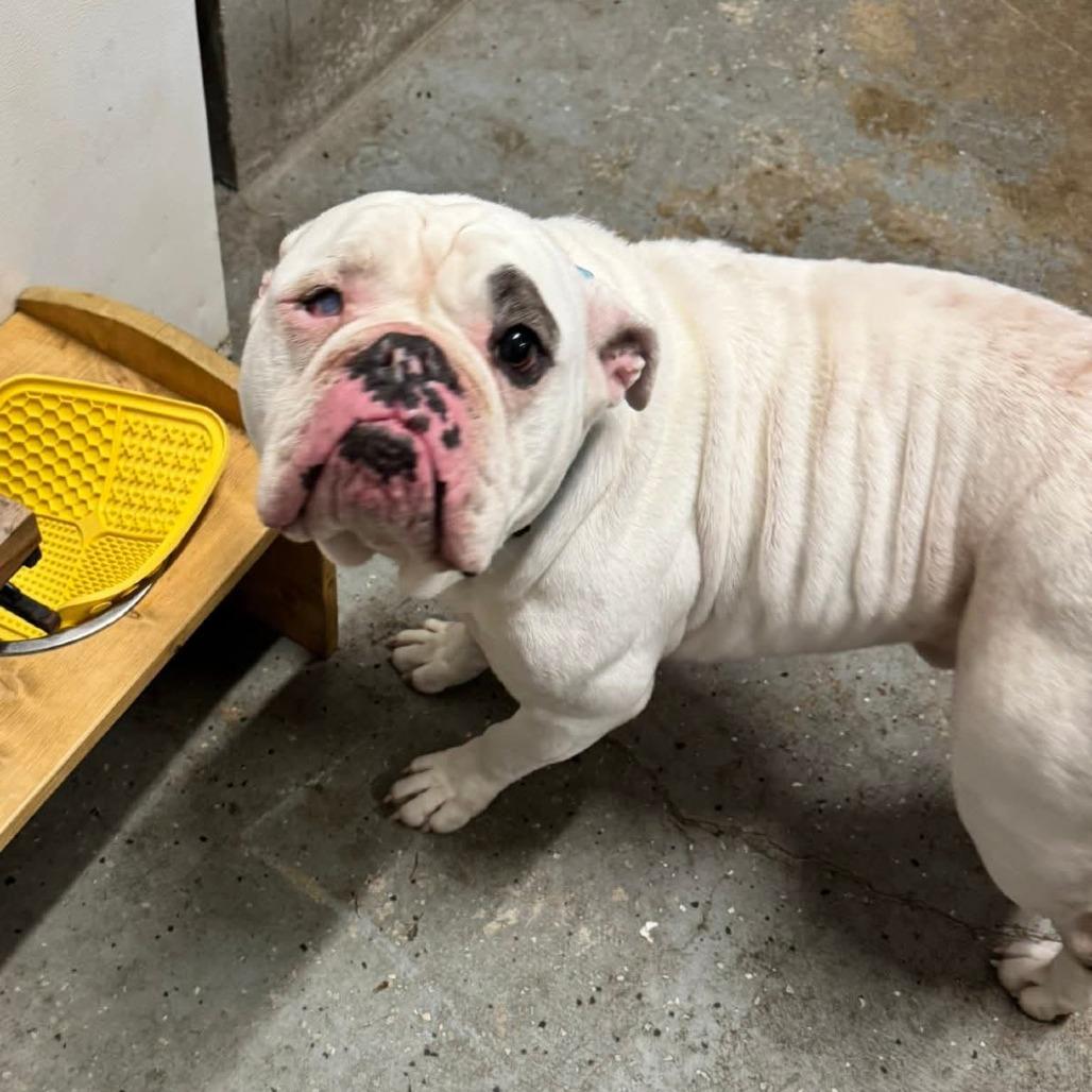 Lucci, Adoptable, Adult Male English Bulldog.