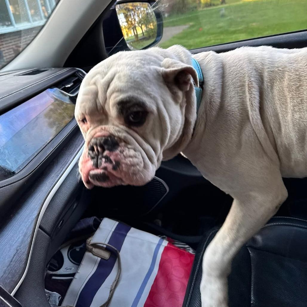 Lucci, a Adoptable English Bulldog in Huber Heights, OH image 2/5