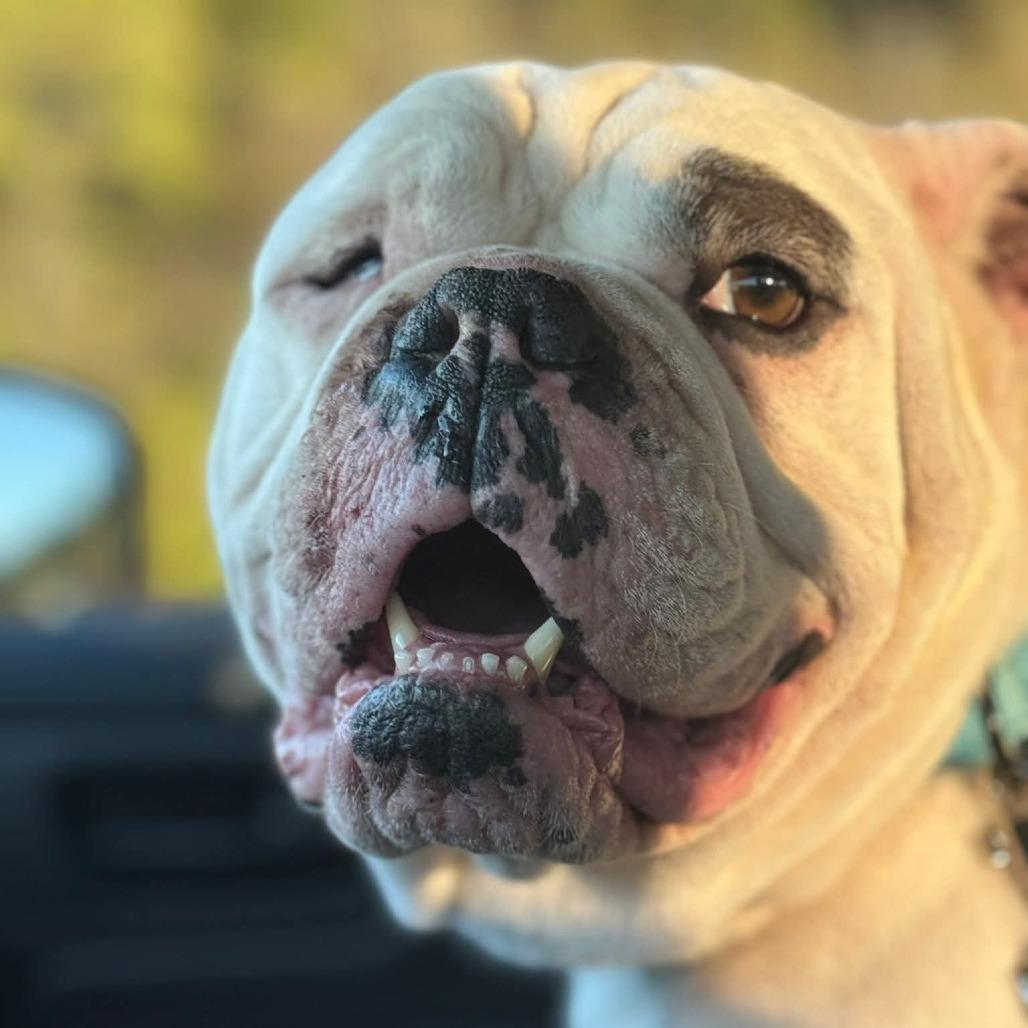 Lucci, a Adoptable English Bulldog in Huber Heights, OH image 4/5