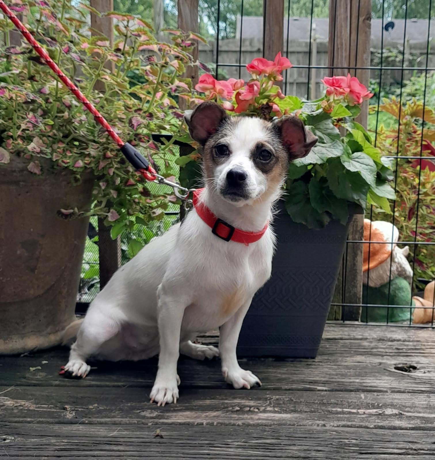 Enlarge Clarice, an adopted mixed breed in Oswego, IL image 4/6