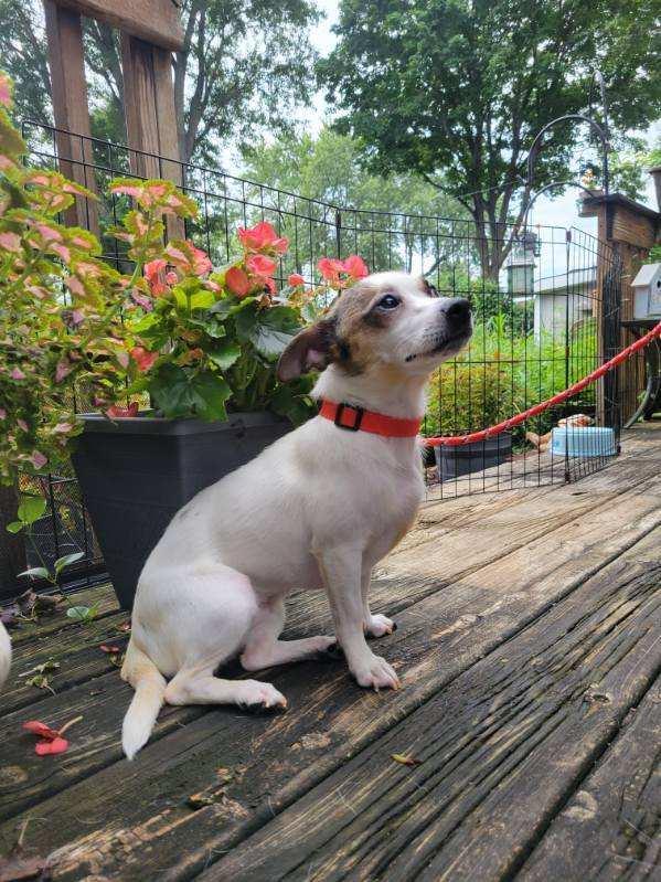 Enlarge Clarice, an adopted mixed breed in Oswego, IL image 2/6