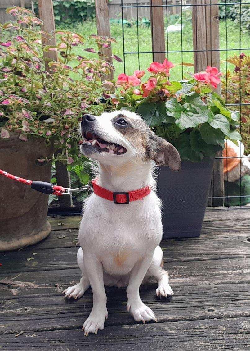 Enlarge Clarice, an adopted mixed breed in Oswego, IL image 5/6