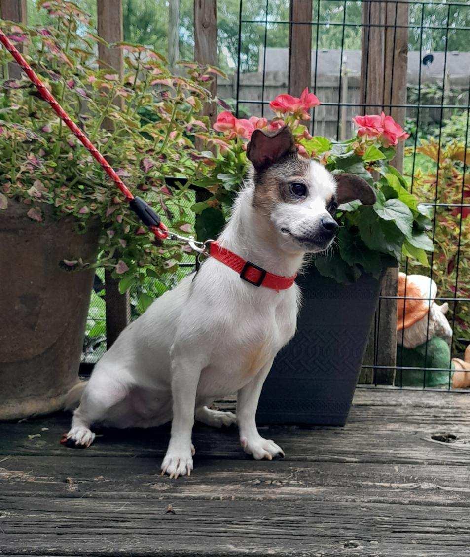 Enlarge Clarice, an adopted mixed breed in Oswego, IL image 6/6