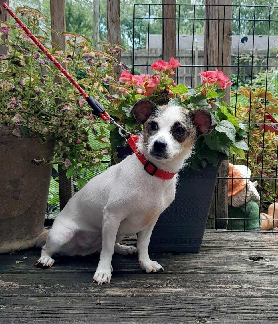 Enlarge Clarice, an adopted mixed breed in Oswego, IL image 1/6