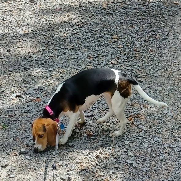 Sara, Adoptable, Adult Female Beagle.