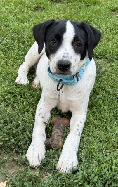 Scoop, a Adoptable mixed breed in Albany, NY image 5/6