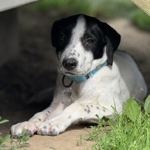 Scoop, a Adoptable mixed breed in Albany, NY image 6/6