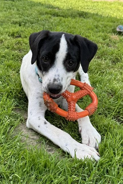 Scoop, a Adoptable mixed breed in Albany, NY image 4/6