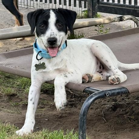Scoop, Adoptable, Puppy Male Hound.