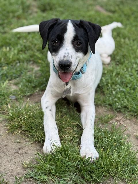 Scoop, a Adoptable mixed breed in Albany, NY image 3/6