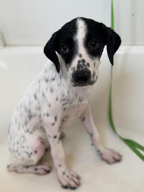 Scoop, a Adoptable mixed breed in Albany, NY image 2/6