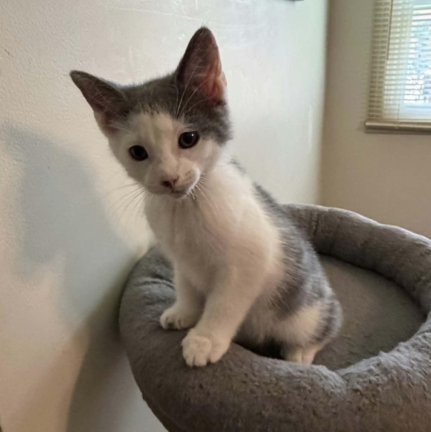Basil, ADOPTABLE, Kitten Male Domestic Short Hair.