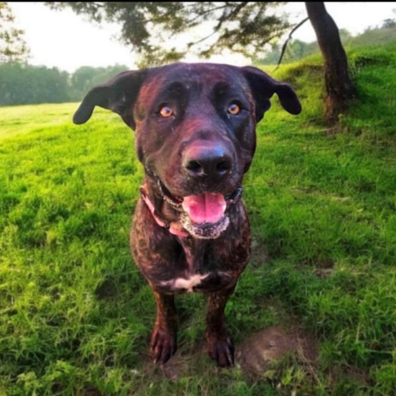 DAISY (AKA Cream Puff), Adoptable, Adult Female Mastiff & Mixed Breed.