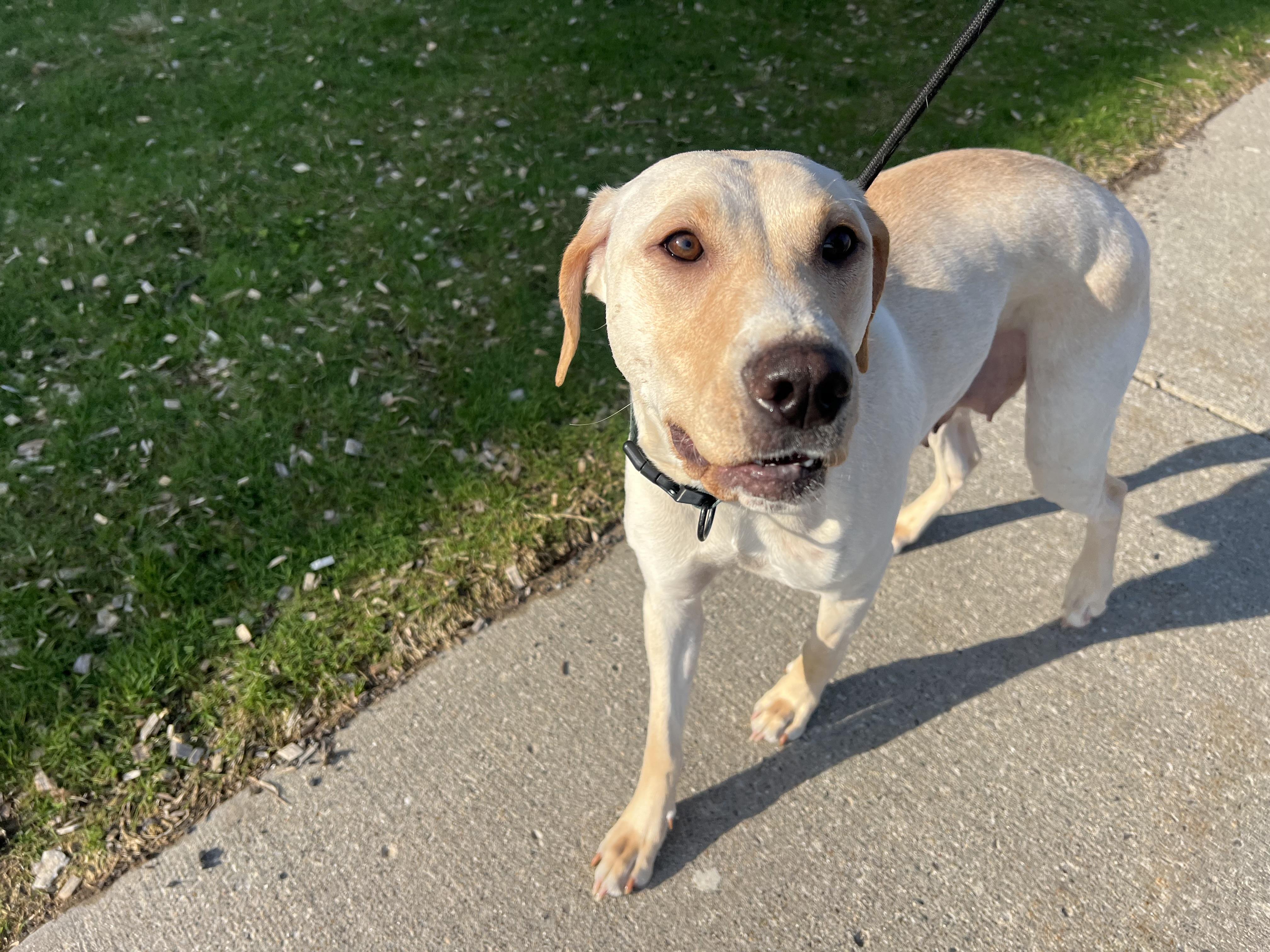 Lady, Adoptable, Young Female Labrador Retriever.