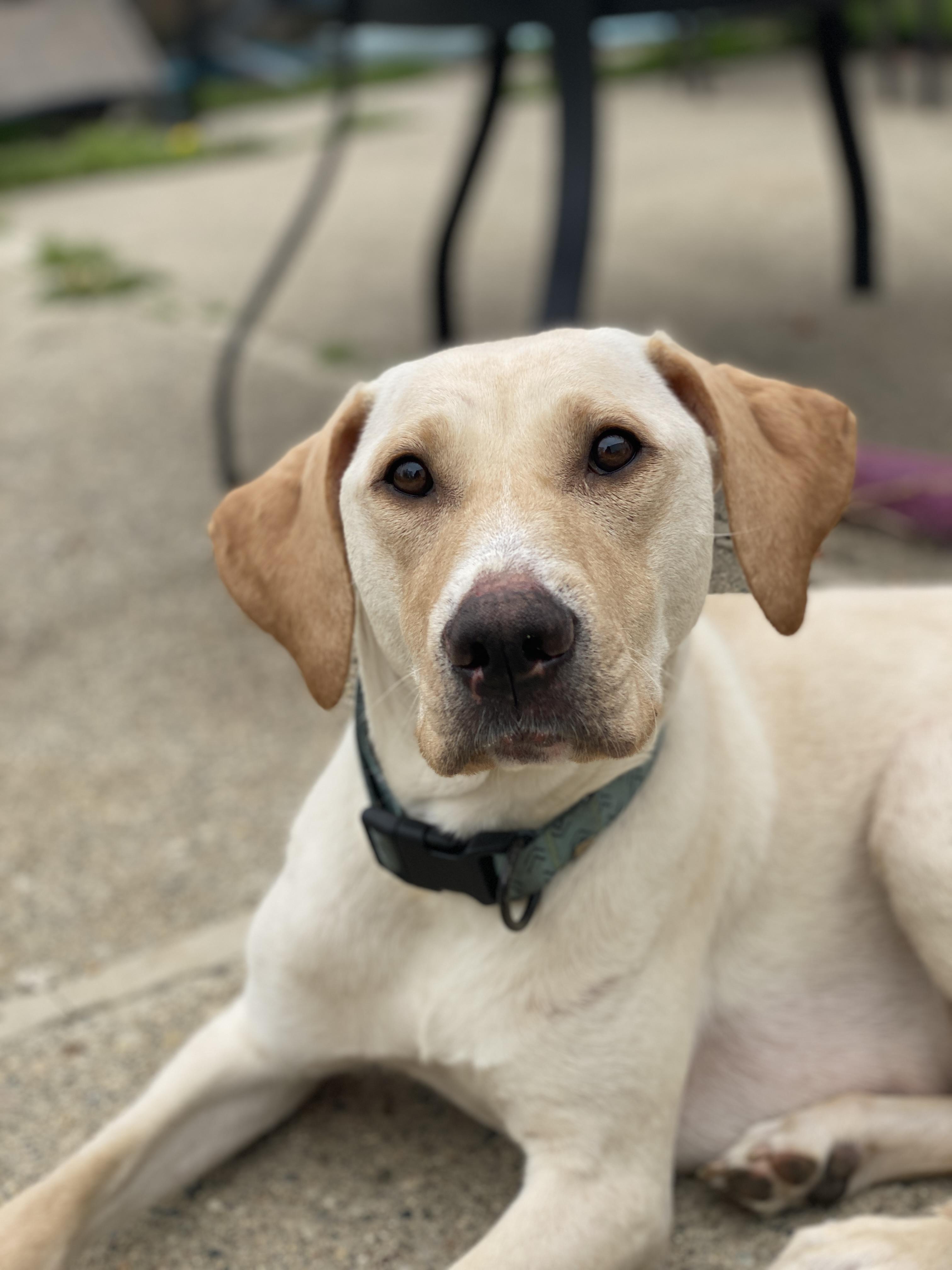 Enlarge Lady, a Adoptable mixed breed in St. Clair Shores, MI image 2/5