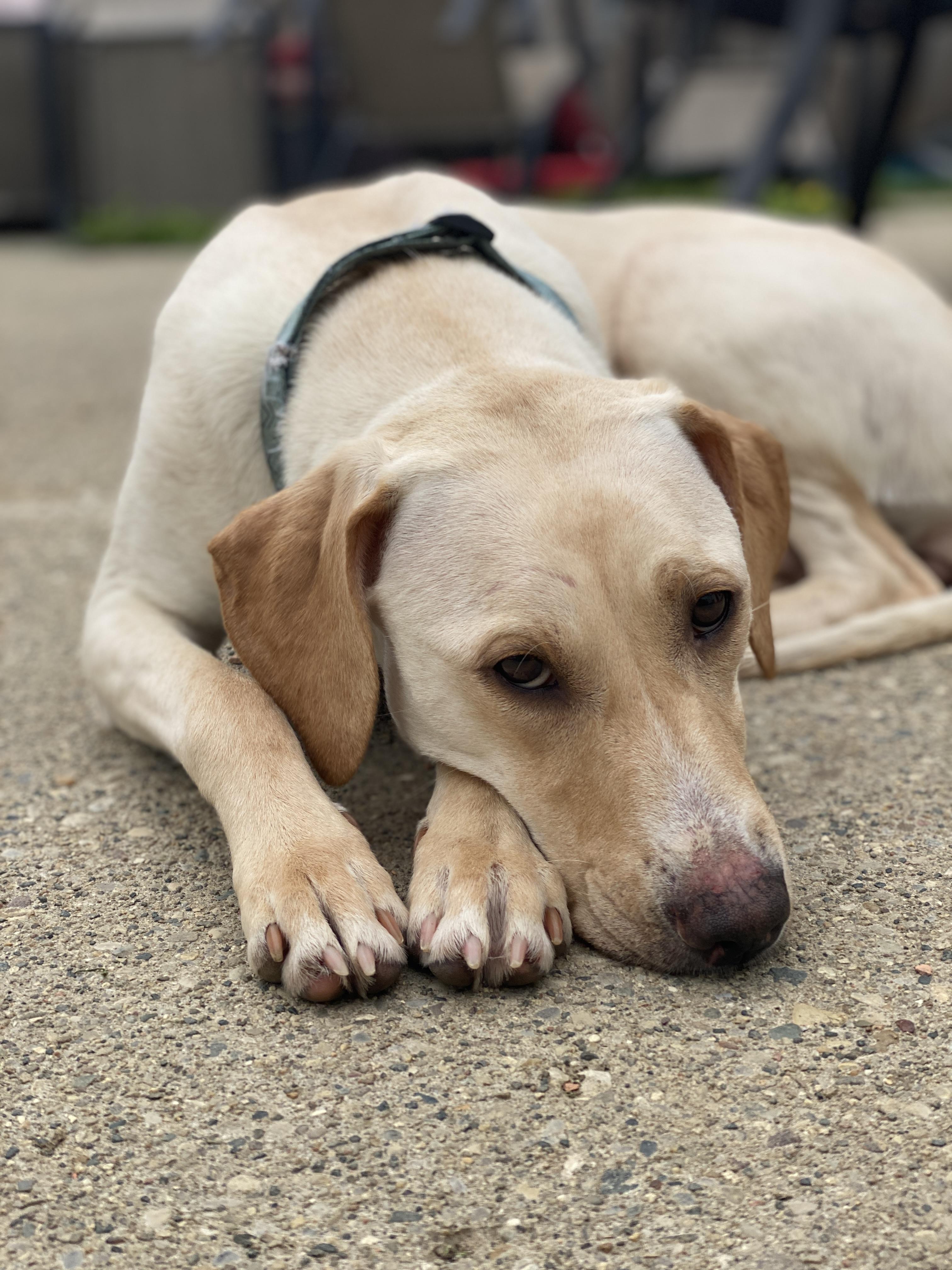 Enlarge Lady, a Adoptable mixed breed in St. Clair Shores, MI image 3/5