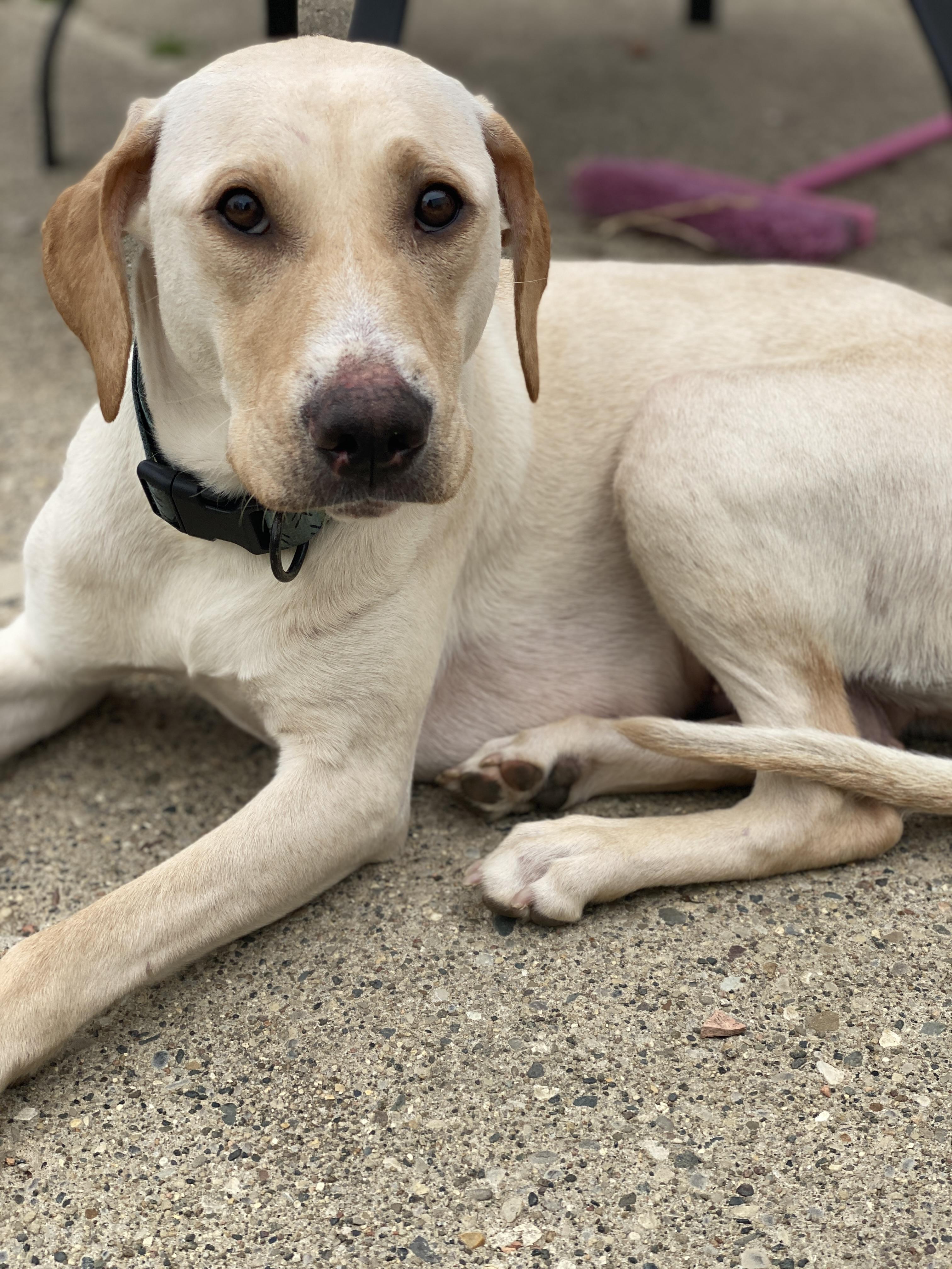 Enlarge Lady, a Adoptable mixed breed in St. Clair Shores, MI image 4/5