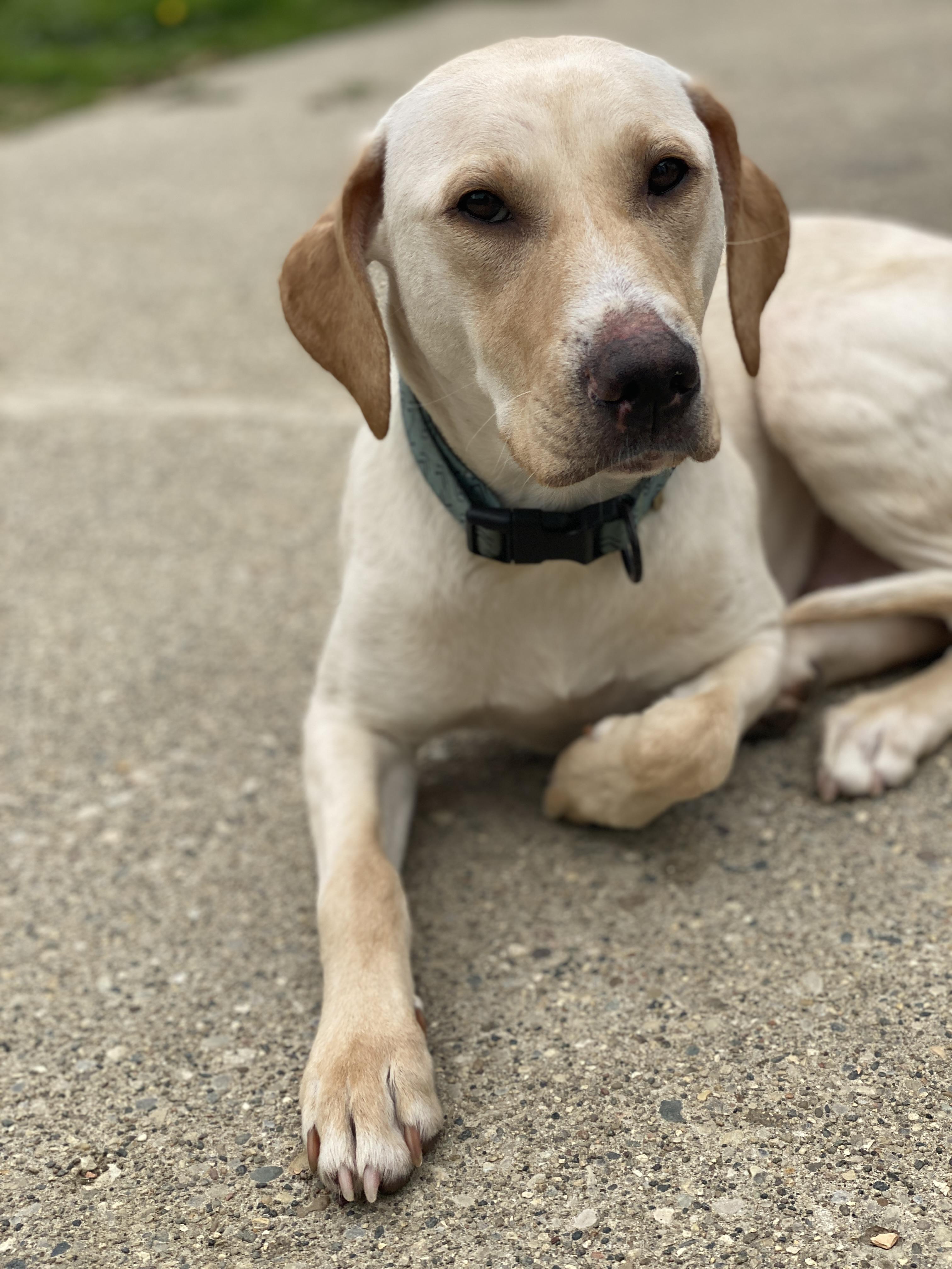 Enlarge Lady, a Adoptable mixed breed in St. Clair Shores, MI image 5/5