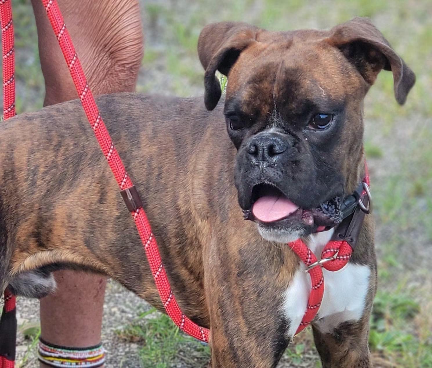 Marty, a ADOPTABLE Boxer in Fountaintown, IN image 3/4