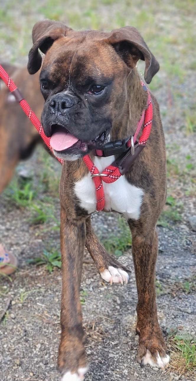 Marty, a ADOPTABLE Boxer in Fountaintown, IN image 2/4