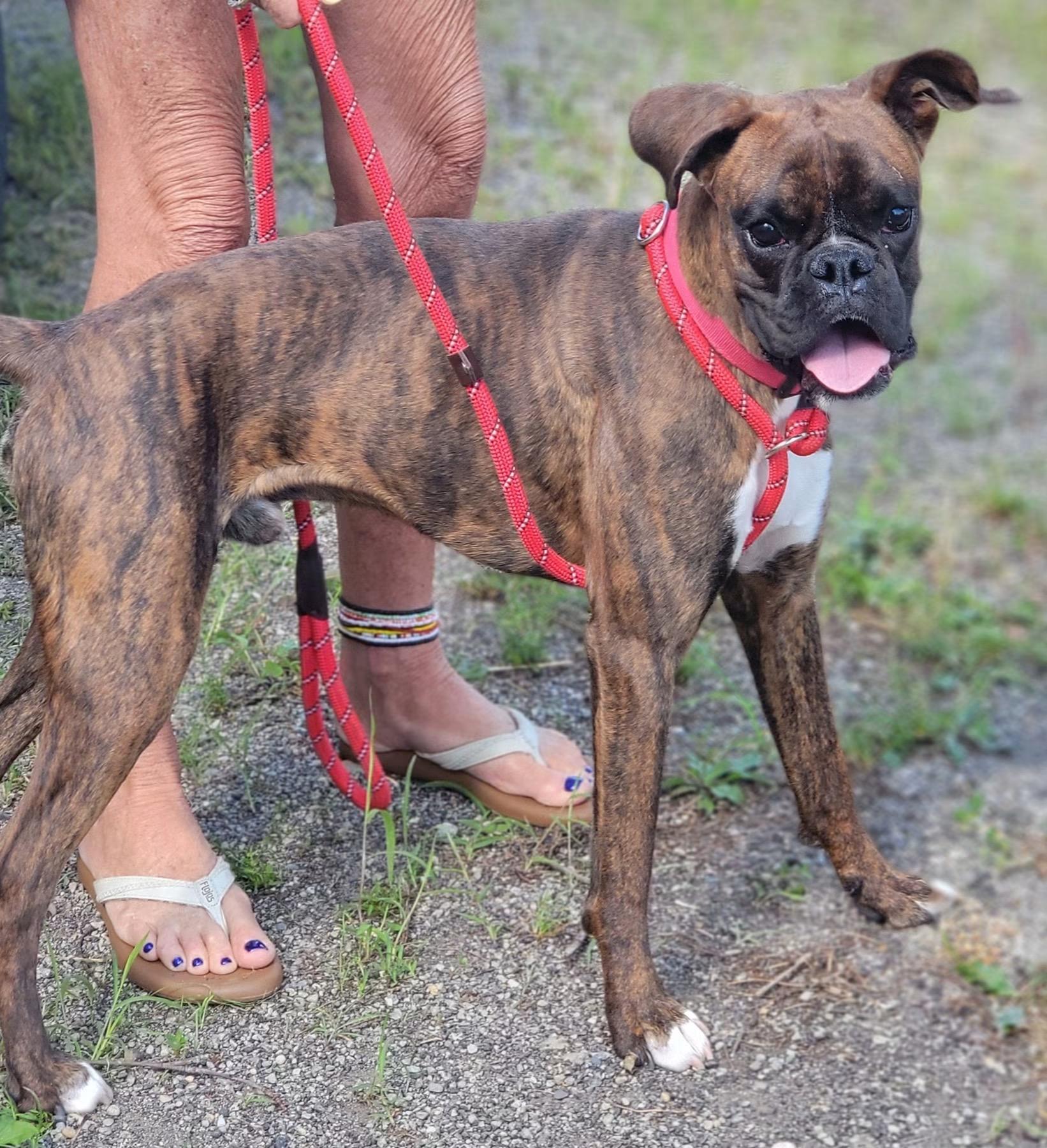 Marty, a ADOPTABLE Boxer in Fountaintown, IN image 1/4