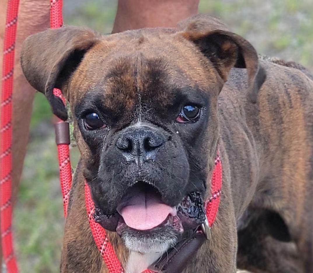 Marty, a ADOPTABLE Boxer in Fountaintown, IN image 4/4