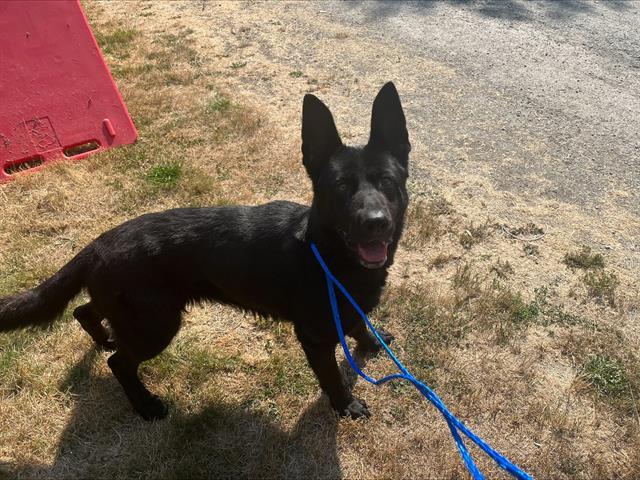 ZARA, Adoptable, Adult Female German Shepherd Dog & Mixed Breed.