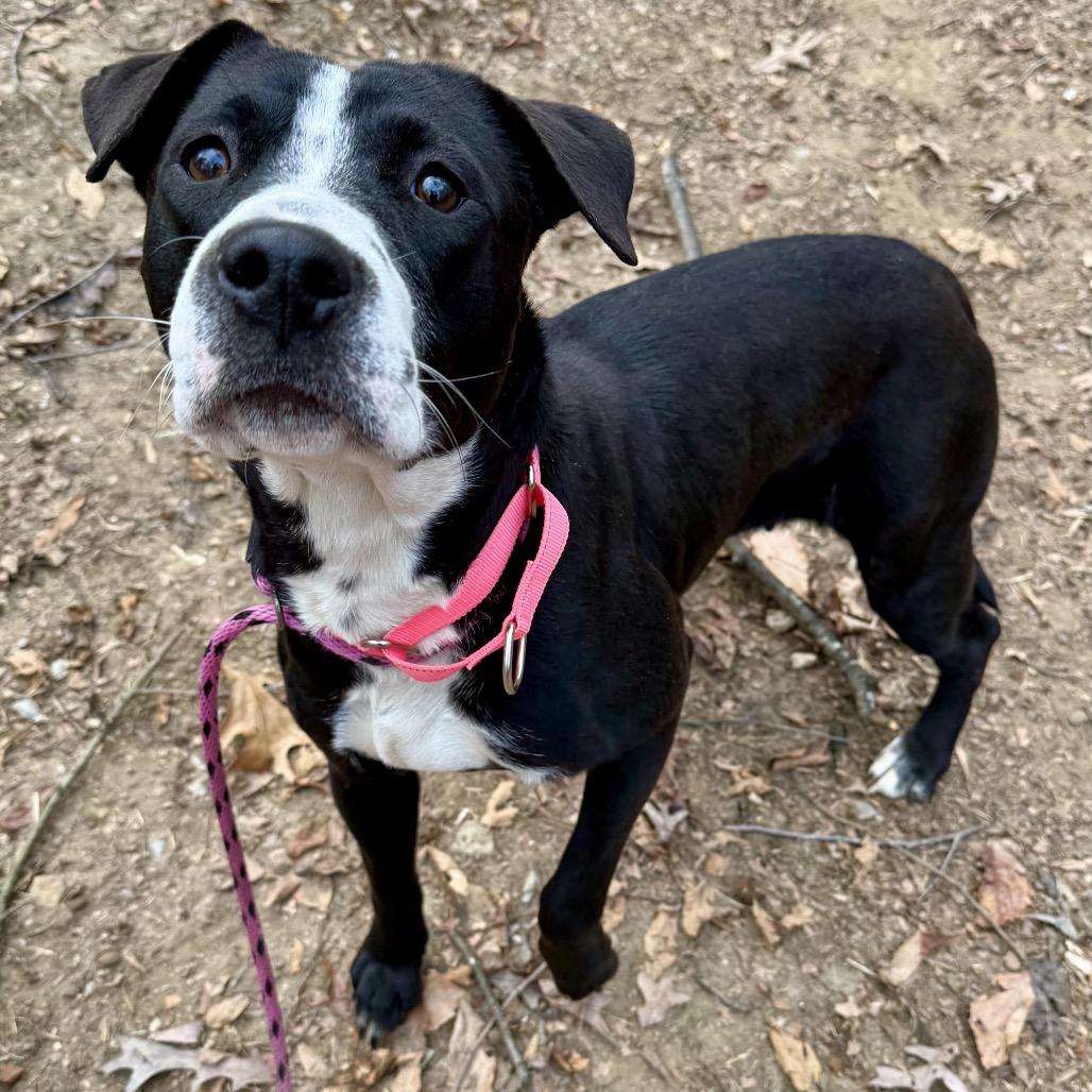 Enlarge Happy Harley, a Adoptable mixed breed in West Chester, PA image 1/6