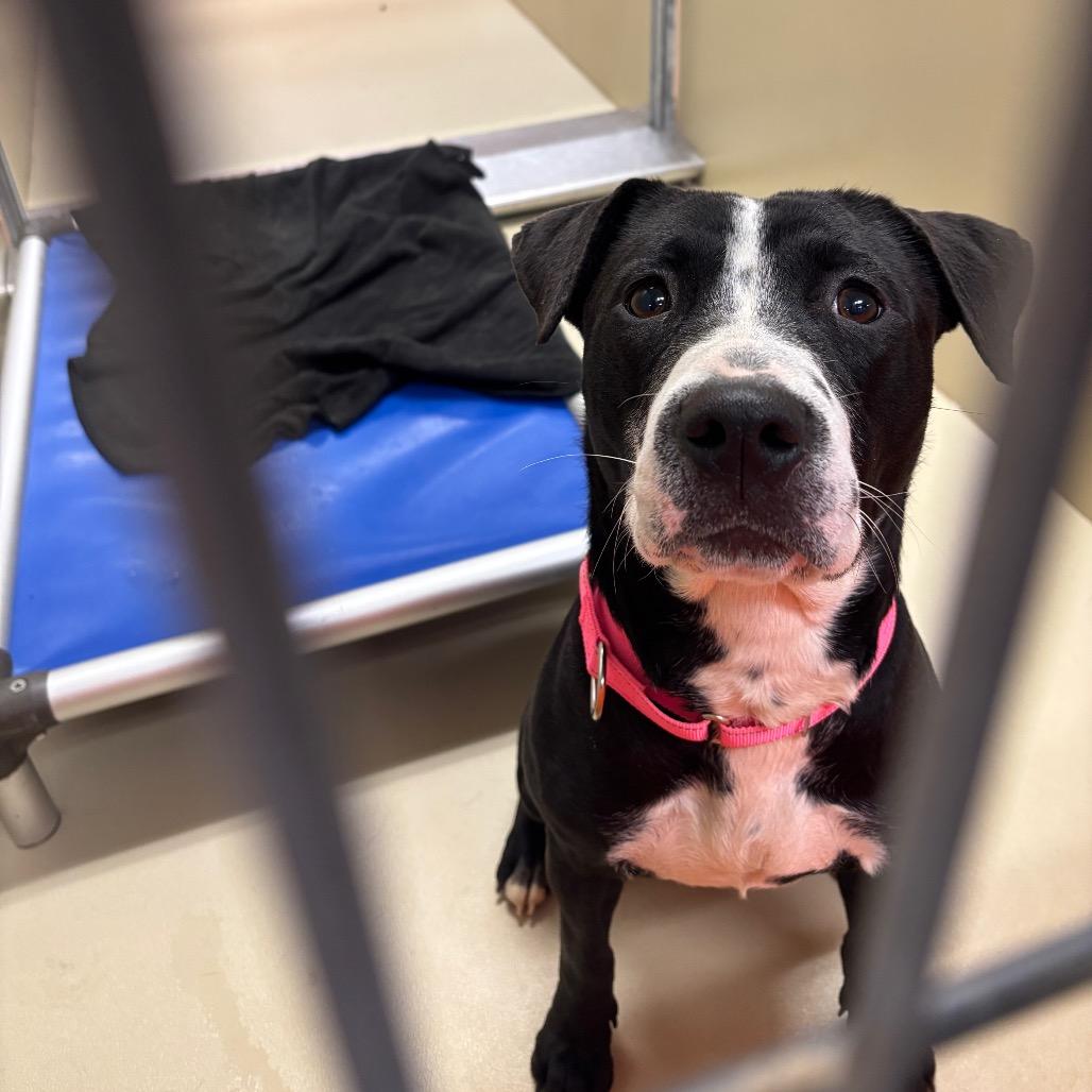 Enlarge Happy Harley, a Adoptable mixed breed in West Chester, PA image 2/6