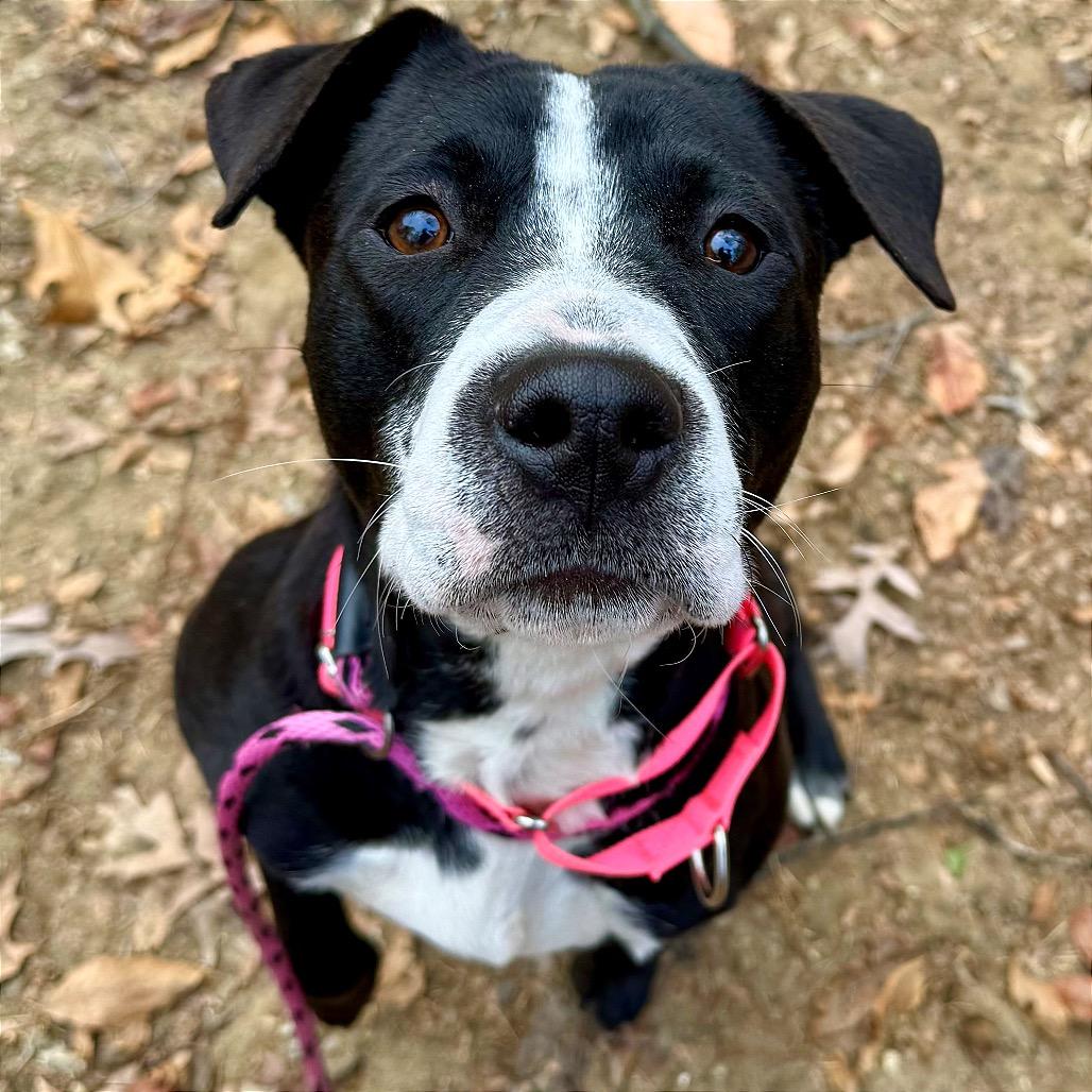 Enlarge Happy Harley, a Adoptable mixed breed in West Chester, PA image 3/6