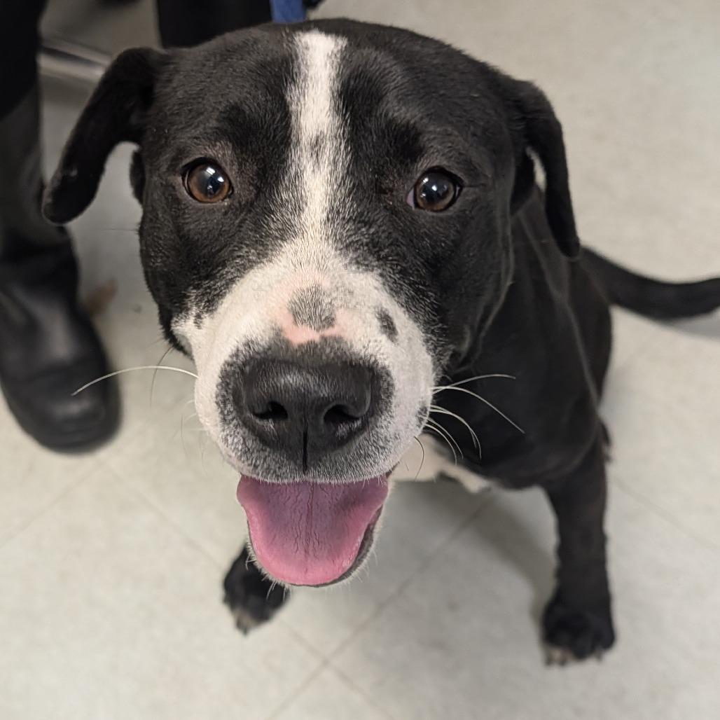 Enlarge Happy Harley, a Adoptable mixed breed in West Chester, PA image 4/6