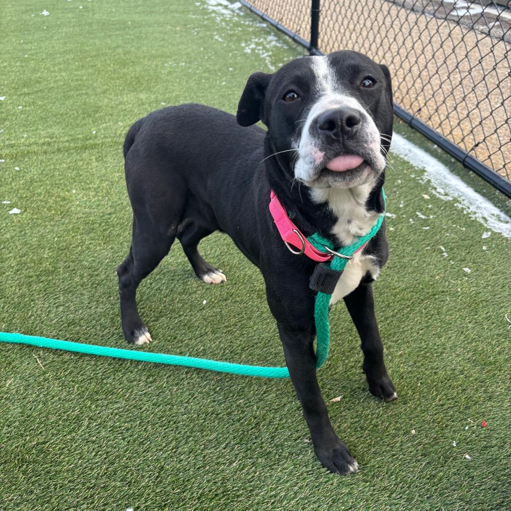 Enlarge Happy Harley, a Adoptable mixed breed in West Chester, PA image 5/6