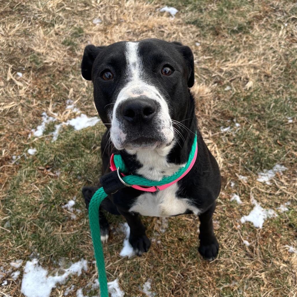 Enlarge Happy Harley, a Adoptable mixed breed in West Chester, PA image 6/6
