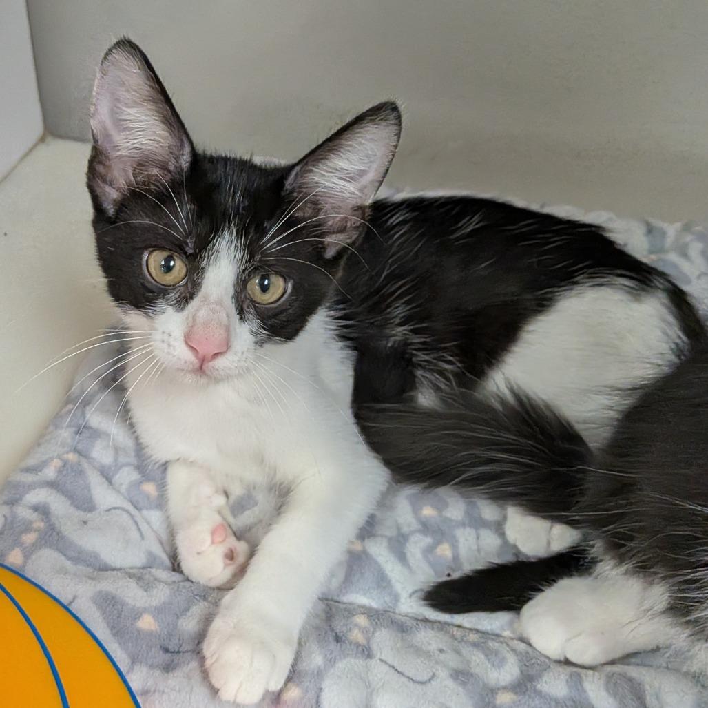 Fern, Adoptable, Kitten Female Domestic Short Hair.