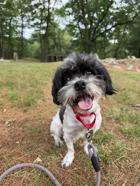 NENE, Adoptable, Adult Male Shih Tzu & Mixed Breed.