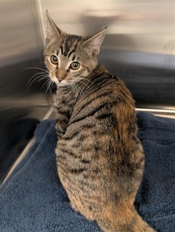 Enlarge SUNSHINE, a Adoptable Domestic Short Hair in San Martin, CA image 1/1