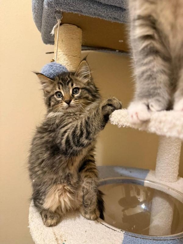 Chicago, Adopted, Young Male Maine Coon & Domestic Long Hair.