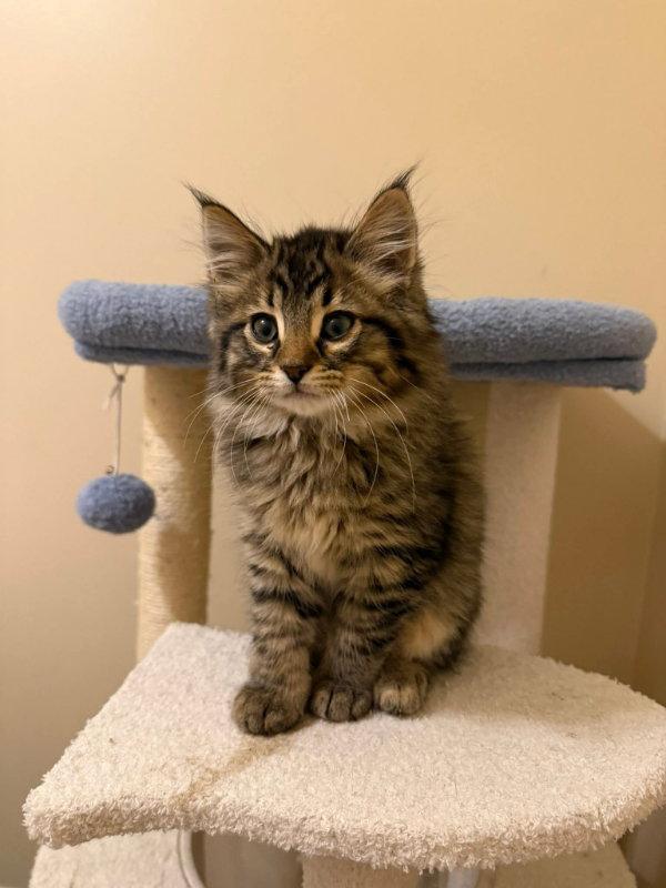 Chicago, a Adopted mixed breed in Knoxville, TN image 2/3
